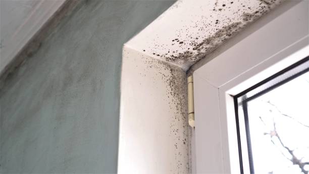 Professional Mold Remediation in Yorktown, IN