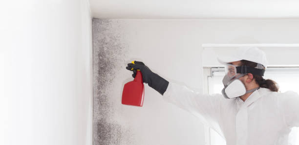 Best Residential Mold Remediation in Yorktown, IN