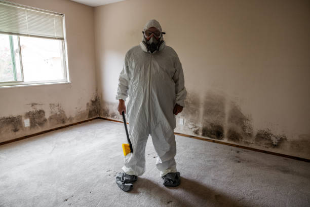 Best Attic Mold Remediation in Yorktown, IN