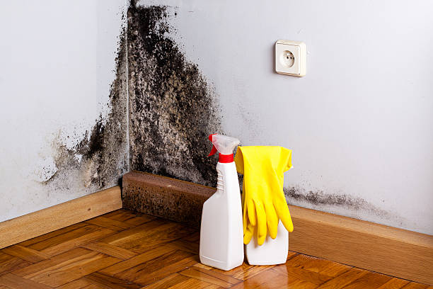 Best Post-Flood Mold Remediation in Yorktown, IN