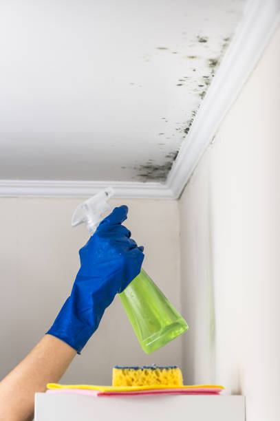 Best Mold Remediation for Schools in Yorktown, IN